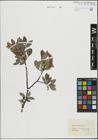Foto von Salix hastata L.